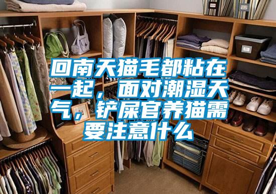 回南天貓毛都粘在一起，面對潮濕天氣，鏟屎官養貓需要注意什么