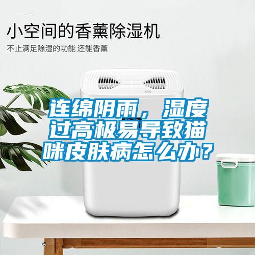 連綿陰雨，濕度過(guò)高極易導(dǎo)致貓咪皮膚病怎么辦？