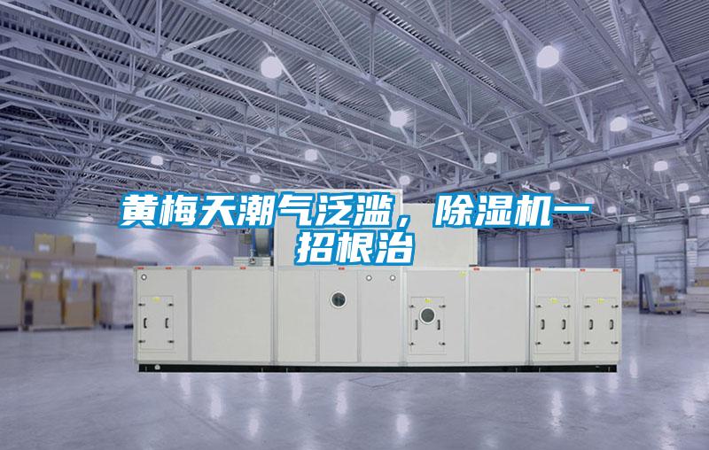 黃梅天潮氣泛濫，除濕機一招根治