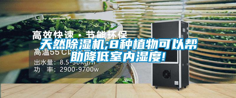天然除濕機;8種植物可以幫助降低室內(nèi)濕度!