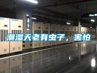 企業(yè)新聞潮濕天老有蟲子，害怕