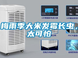 行業新聞梅雨季大米發霉長蟲，太可怕