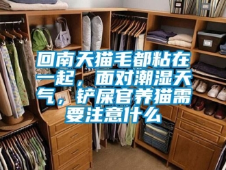 行業新聞回南天貓毛都粘在一起，面對潮濕天氣，鏟屎官養貓需要注意什么