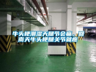 行業新聞牛頭梗潮濕天腿節會痛，回南天牛頭梗腿關節就疼