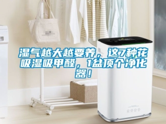 企業(yè)新聞濕氣越大越要養(yǎng)，這7種花吸濕吸甲醛，1盆頂個(gè)凈化器！