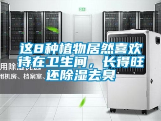 知識百科這8種植物居然喜歡待在衛(wèi)生間，長得旺還除濕去臭