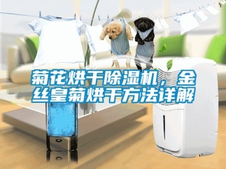 行業新聞菊花烘干除濕機，金絲皇菊烘干方法詳解