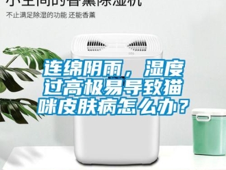 常見問題連綿陰雨，濕度過高極易導(dǎo)致貓咪皮膚病怎么辦？