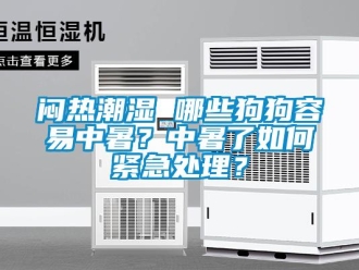 常見問題悶熱潮濕 哪些狗狗容易中暑？中暑了如何緊急處理？
